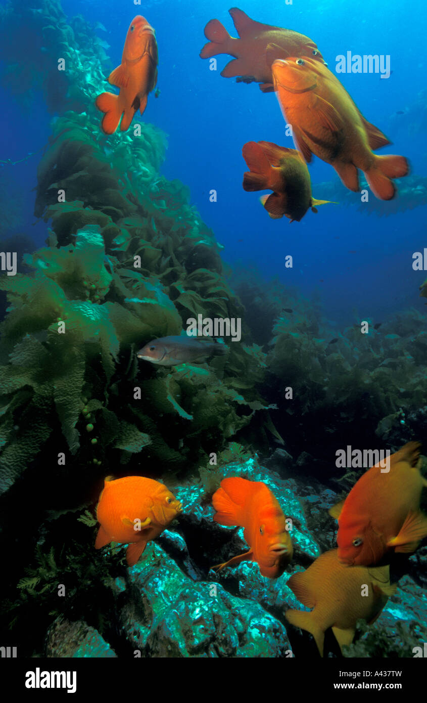 Garibaldi-Fische in einem Kelpwald, Santa Catalina Island, Kalifornien. Stockfoto