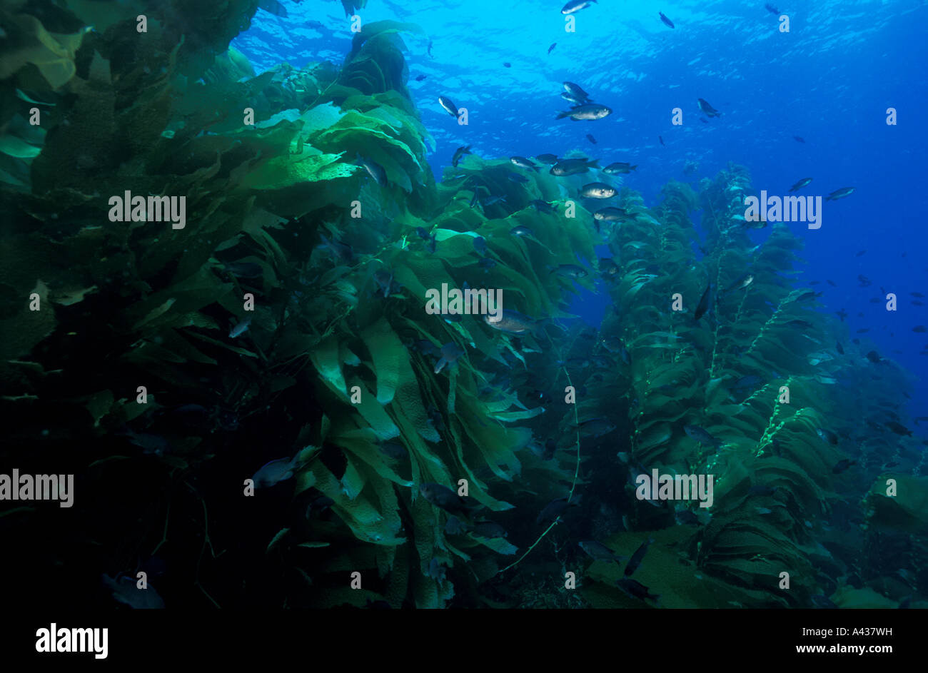 Kelpwald mit Fischen Versteck um Santa Catalina Island, Kalifornien. Stockfoto