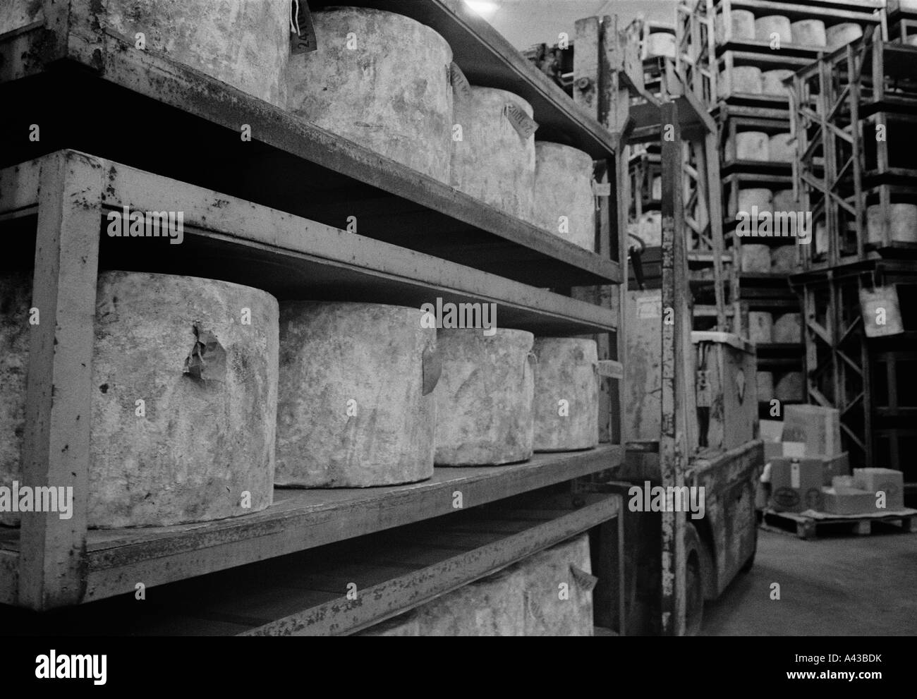 G.b. England, Devon. Cheddar-Käse auf das Landgut Quickes Reifung. 2002. Stockfoto