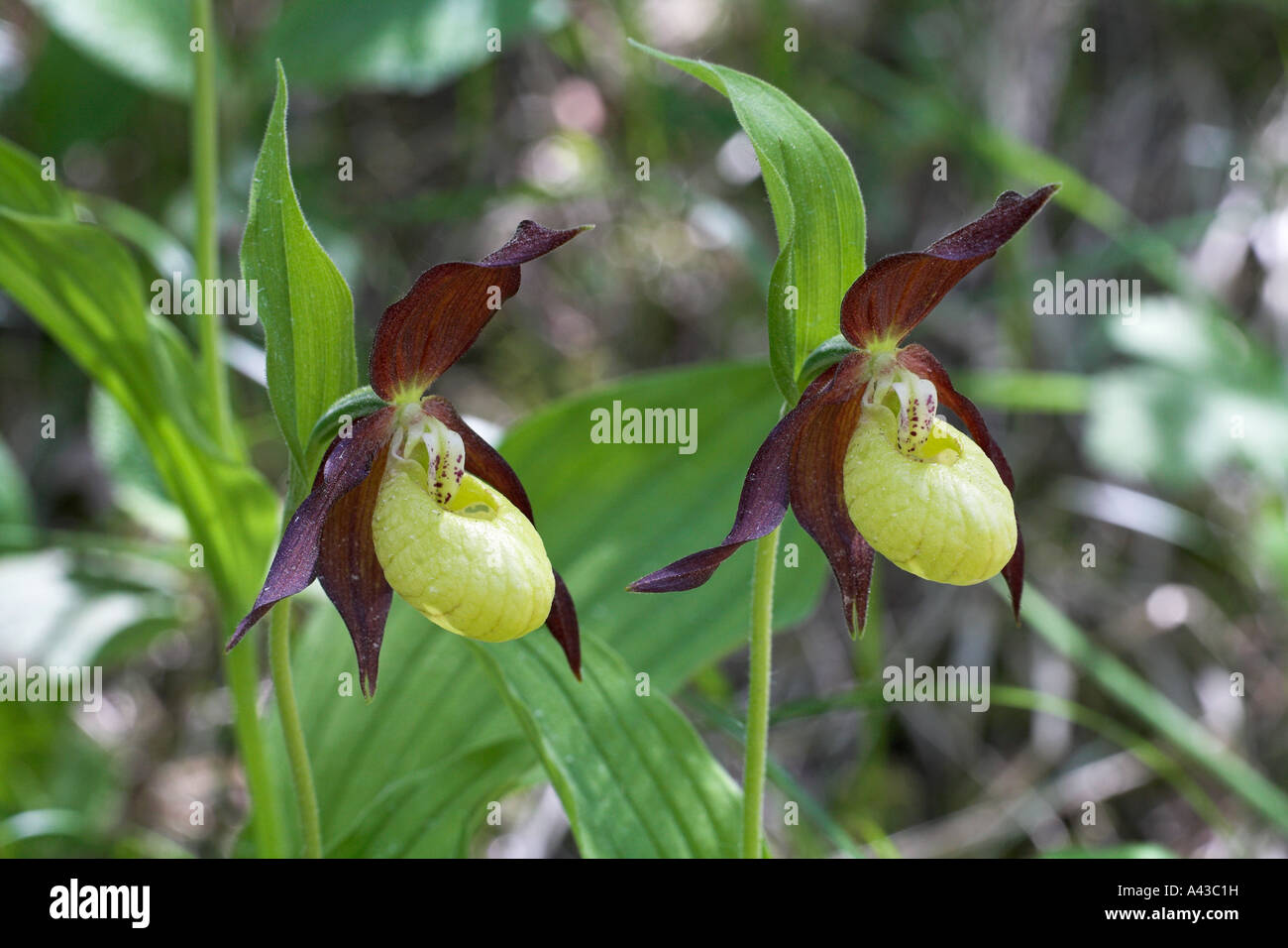 Lady s Slipper Orchidee Cypripedium Calceolus in der Nähe von Chichilianne Vercors Frankreich Stockfoto