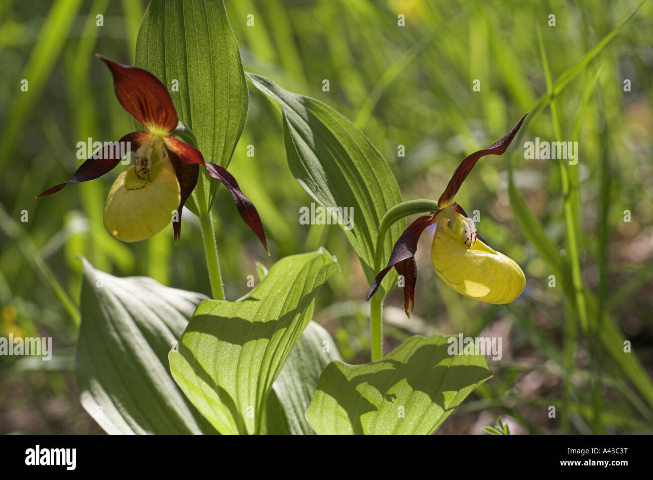 Lady s Slipper Orchidee Cypripedium Calceolus in der Nähe von Chichilianne Vercors Frankreich Stockfoto