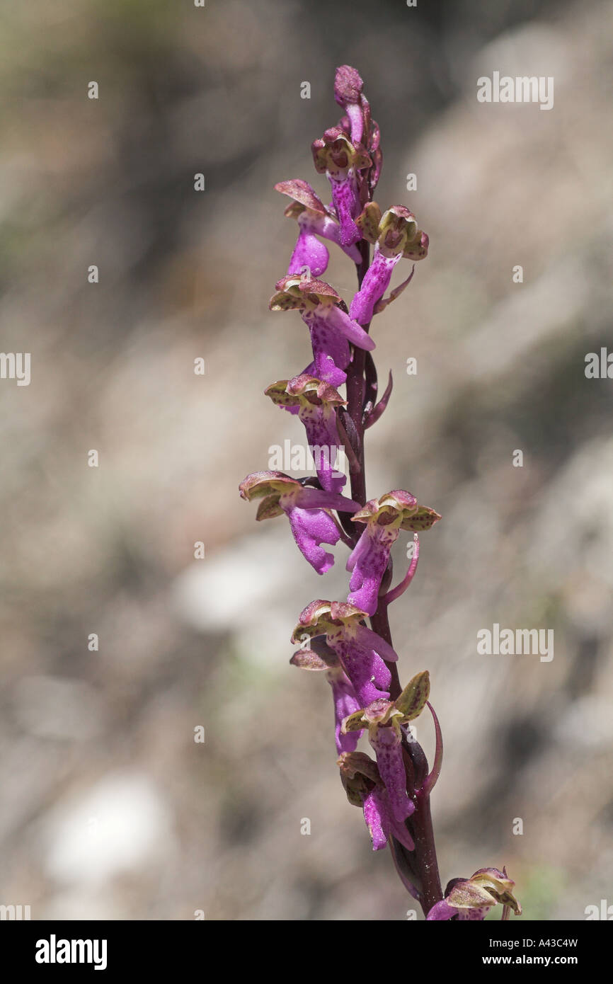 Spitzel s Orchidee Orchis Spitzelii in der Nähe von Chichilianne Vercors Frankreich Stockfoto