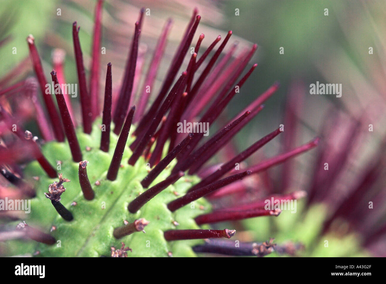 Euphorbia atrispina Stockfoto