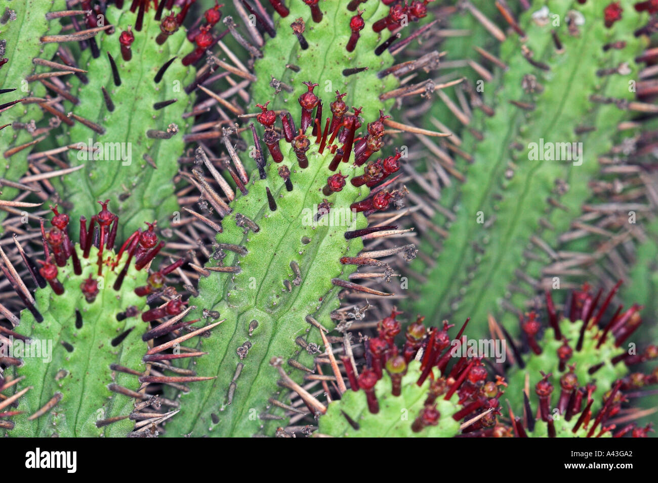 Roten Stacheln oder afrikanischen Milch Kaktus (Euphorbia Atrispina) Stockfoto