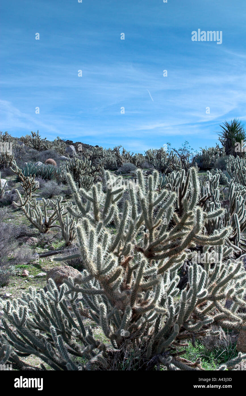 Anza Borrego Desert State Park Southern California Western Erweiterung der Sonora-Wüste Stockfoto