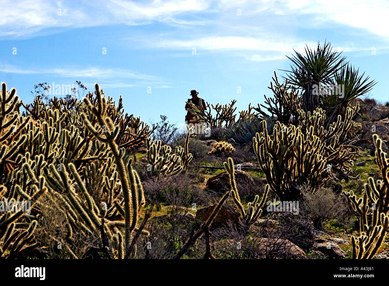 Anza Borrego Desert State Park Southern California Western Erweiterung der Sonora-Wüste Stockfoto