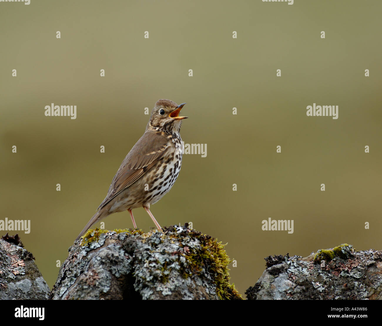 Singdrossel Turdus Philomelos in Lied Frühling Swaledale Yorkshire Stockfoto