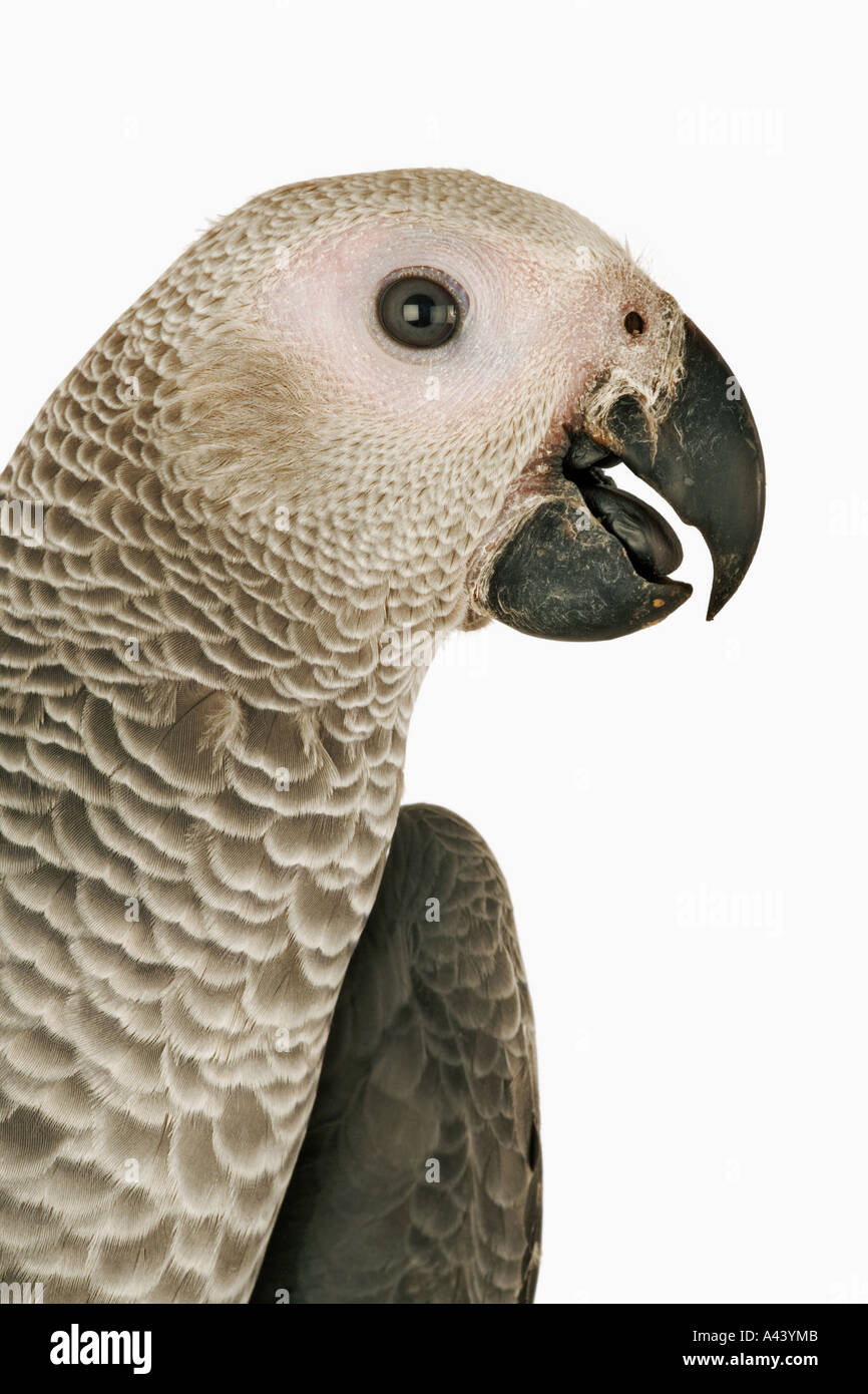 Afrikanischen grau Papageien Psittacus Erithacus Live in Herden von mehr als hundert Vögel. Als Haustiere gehandelt. In Zentral- und Westafrika gefunden Stockfoto