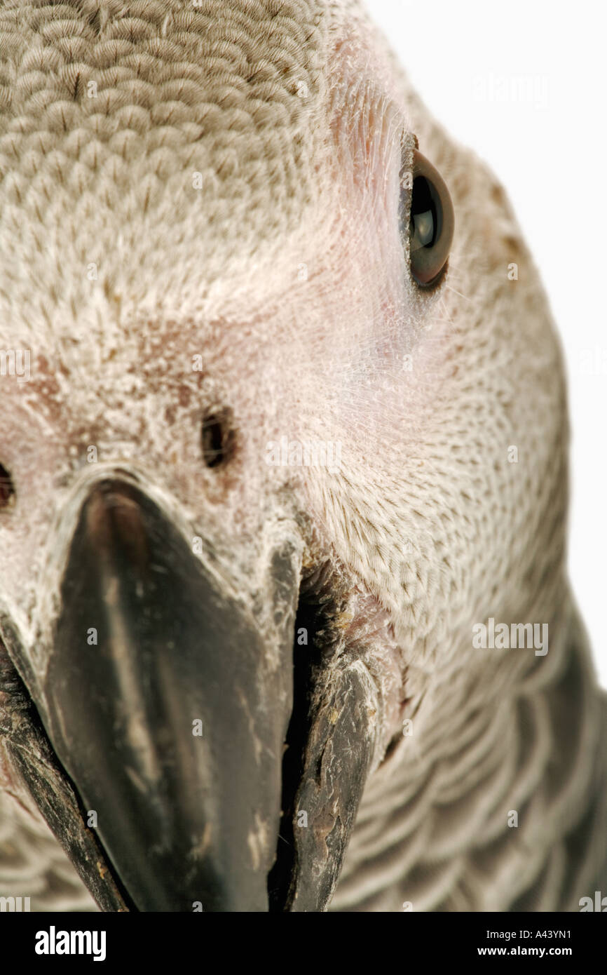 Afrikanischen grau Papageien Psittacus Erithacus Live in Herden von mehr als hundert Vögel. Als Haustiere gehandelt. In Zentral- und Westafrika gefunden Stockfoto