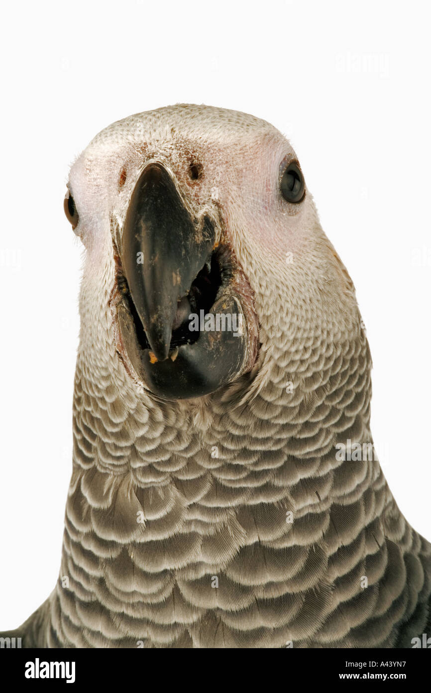 Afrikanischen grau Papageien Psittacus Erithacus Live in Herden von mehr als hundert Vögel. Als Haustiere gehandelt. In Zentral- und Westafrika gefunden Stockfoto