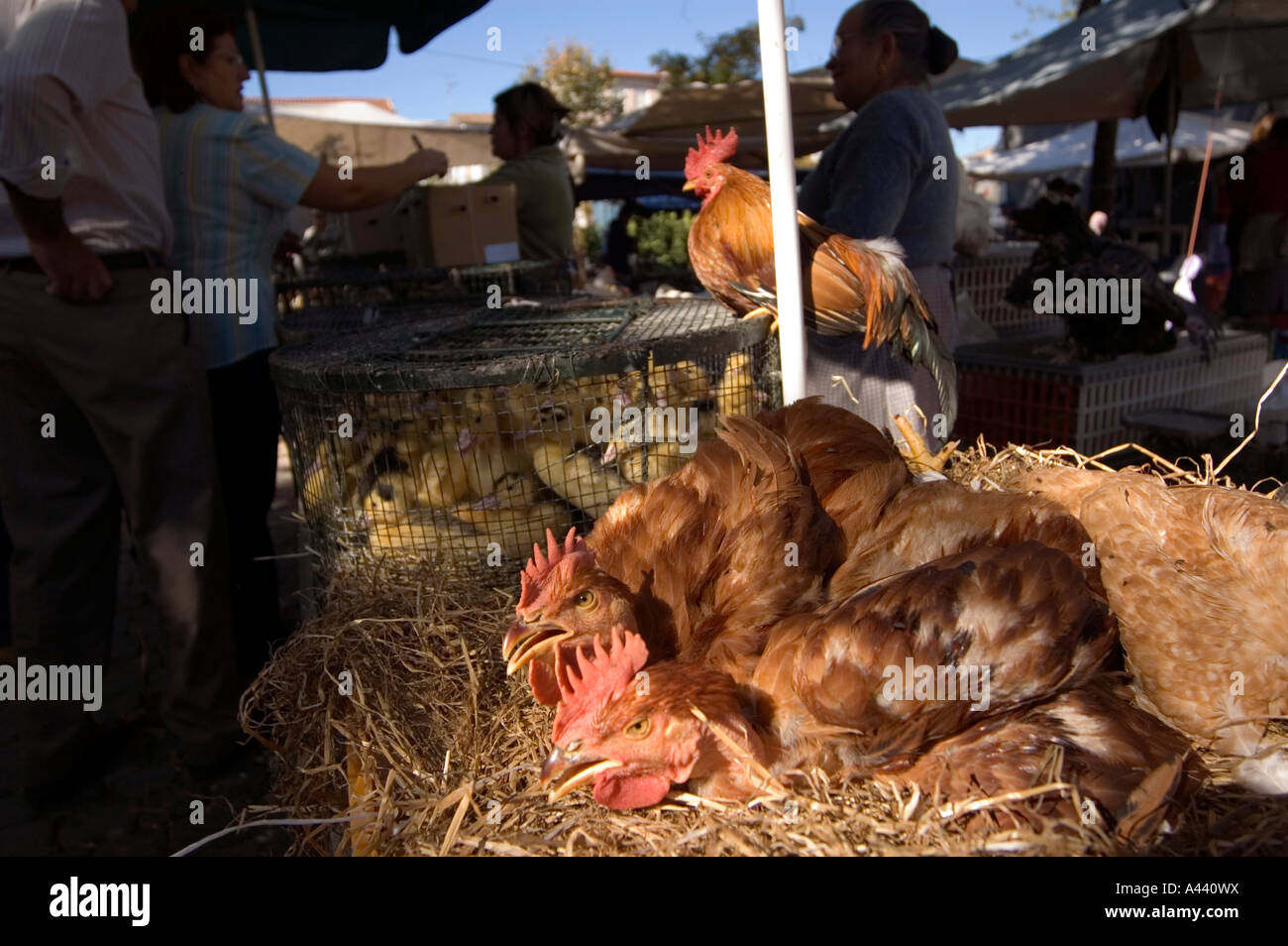 Feira De Barcelos Markt in Minho weiterleben Sie Hühner zum Verkauf. Portugal Stockfoto