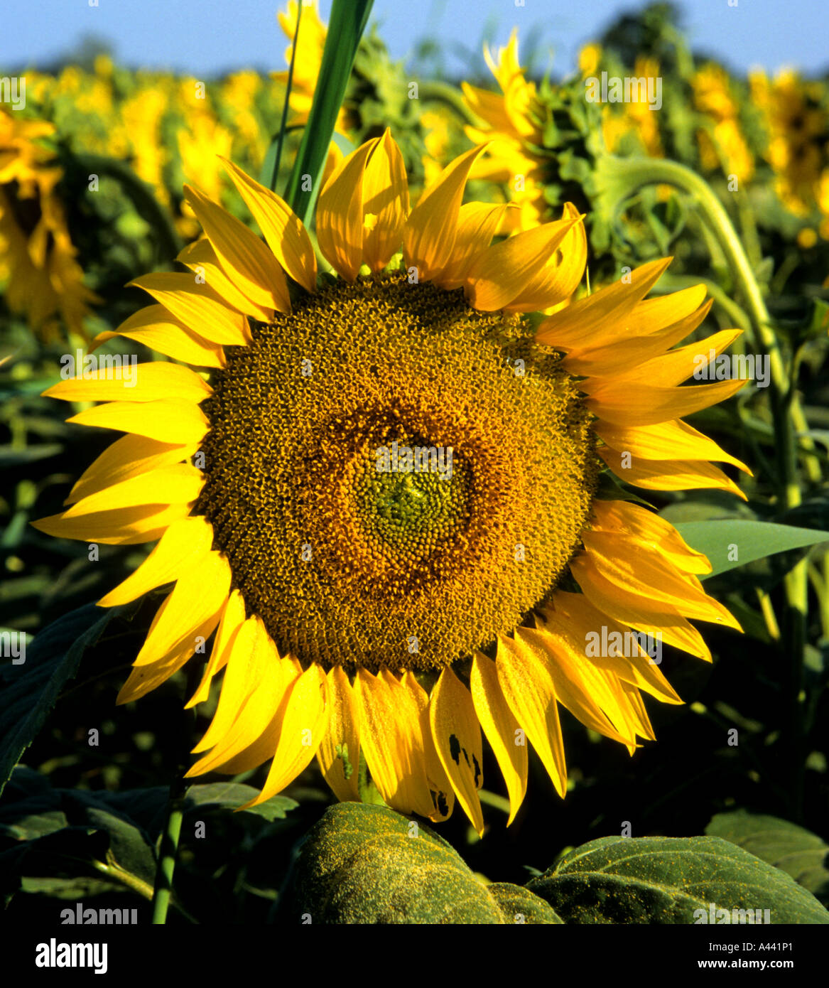 Sonnenblumen van gogh -Fotos und -Bildmaterial in hoher Auflösung