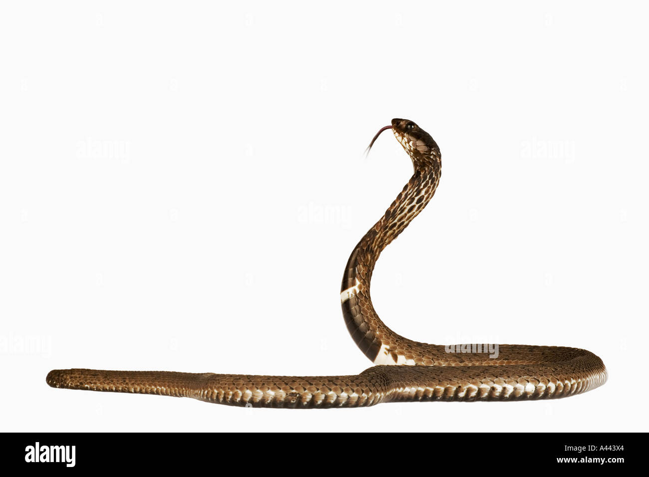 Rinkhals Ring-necked Speikobra Hemachatus Haemachatus typischen südafrikanischen Schlange, die als sekundäre Verteidigung geschieden Stockfoto