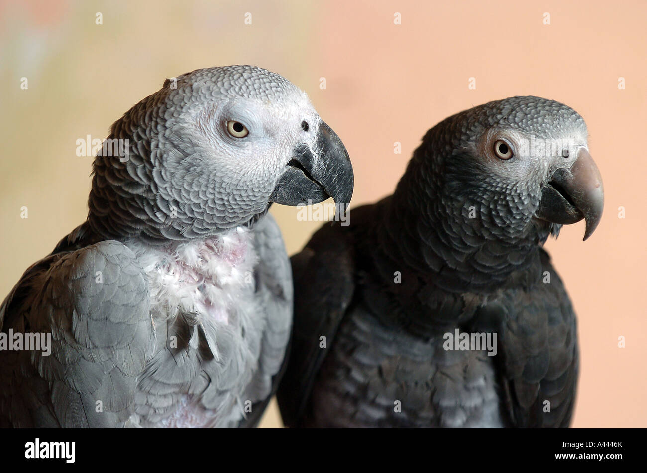 Graupapageien, Devon UK Stockfoto