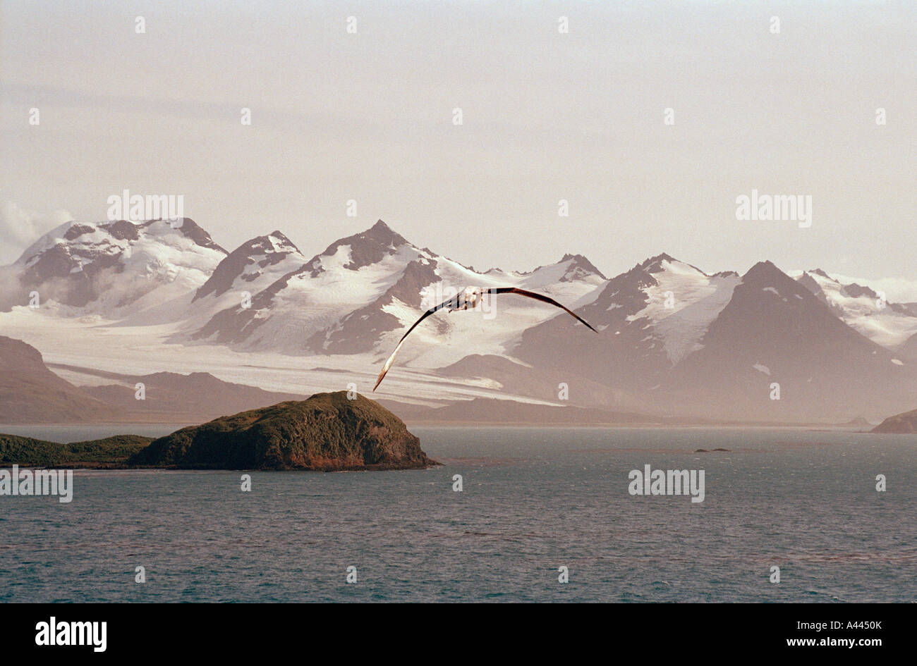 Wandering Albatross, der Vogel mit der größten Flügelspannweite, der über Prion Island, Südgeorgien und Südatlantik fliegt. Stockfoto
