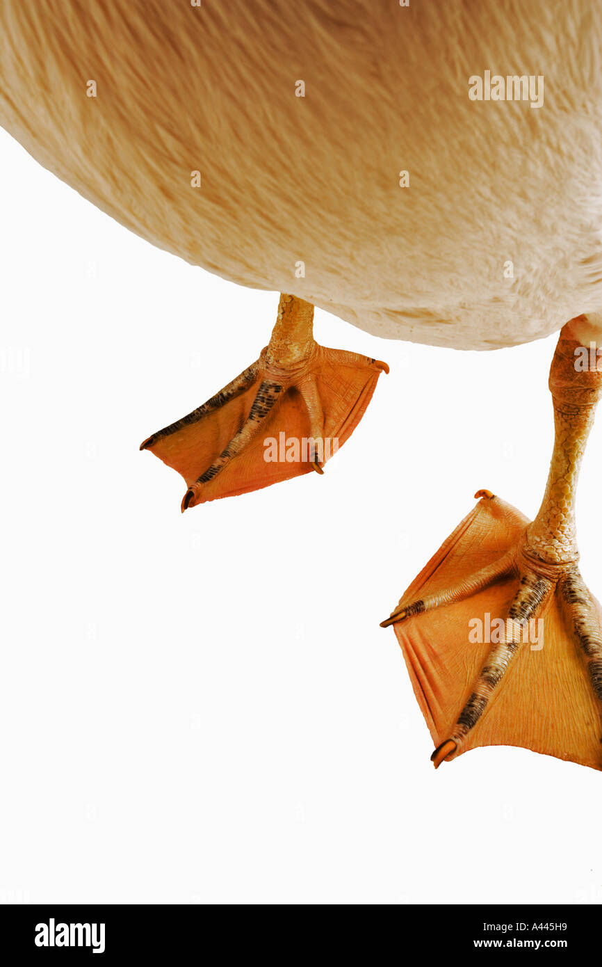 Weißer Pelikan. Pelecanus Onocrotalus. Große Vögel, die in Kolonien Leben. Haben webbed Zehen und lange abgeflachten Rechnung. Stockfoto