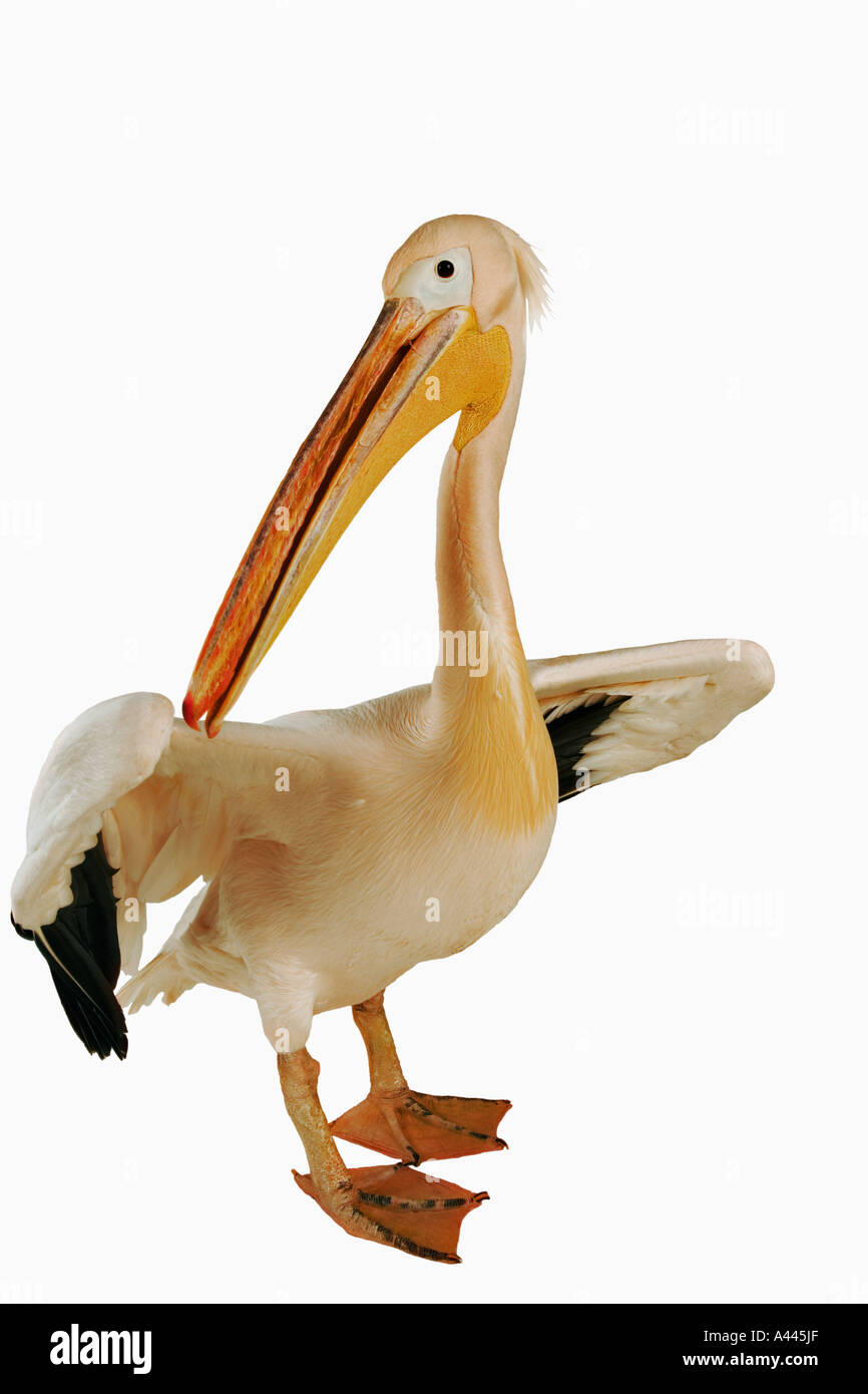 Weißer Pelikan Pelecanus Onocrotalus große Vögel, die in Kolonien Leben. Haben webbed Zehen und lange abgeflachten bill Stockfoto