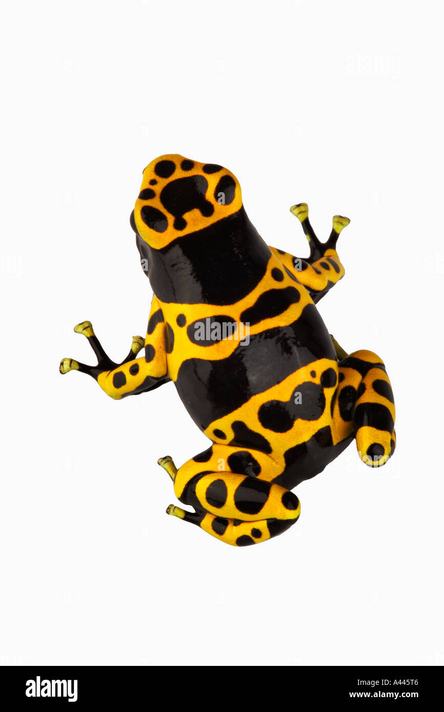 Durch glanduläre Klebepads auf Zehen unterstützt gelb gebändert Dart Frog Dendrobates Leucomelas klettern. Haut absondern Nervengift. Stockfoto