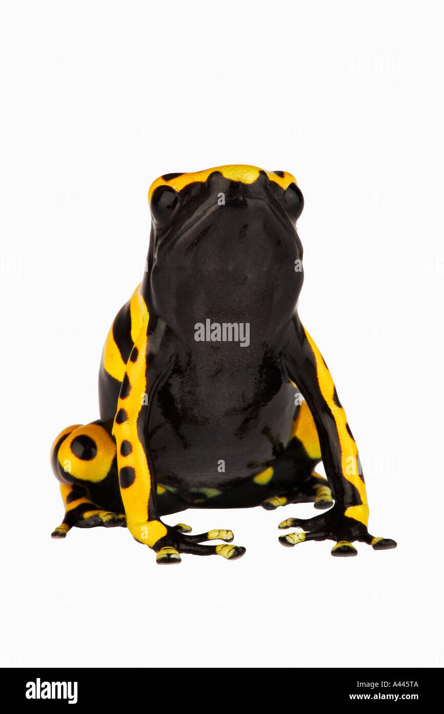 Durch glanduläre Klebepads auf Zehen unterstützt gelb gebändert Dart Frog Dendrobates Leucomelas klettern. Haut absondern Nervengift. Stockfoto