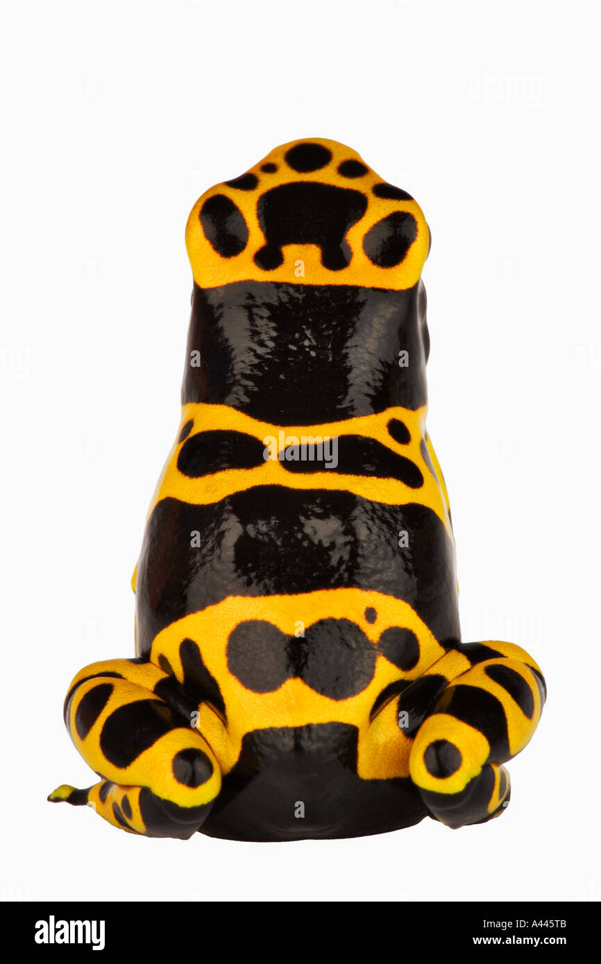 Durch glanduläre Klebepads auf Zehen unterstützt gelb gebändert Dart Frog Dendrobates Leucomelas klettern. Haut absondern Nervengift. Stockfoto