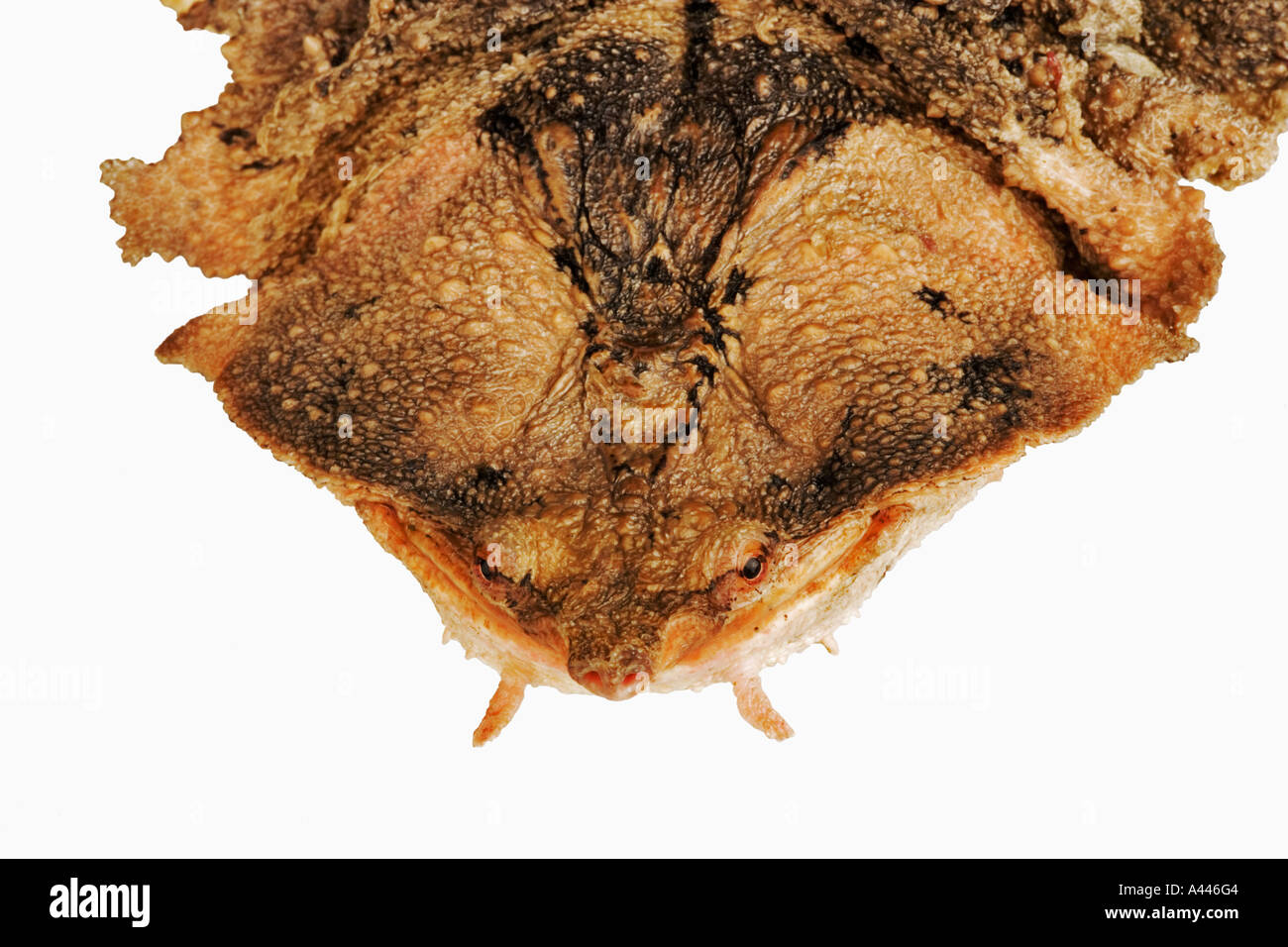 Matamata Chelus Fimbriatus lebt in schlammigen Körpermerkmale Beihilfe sein Überleben in der Natur. Vertrieb Süd-Amerika Stockfoto
