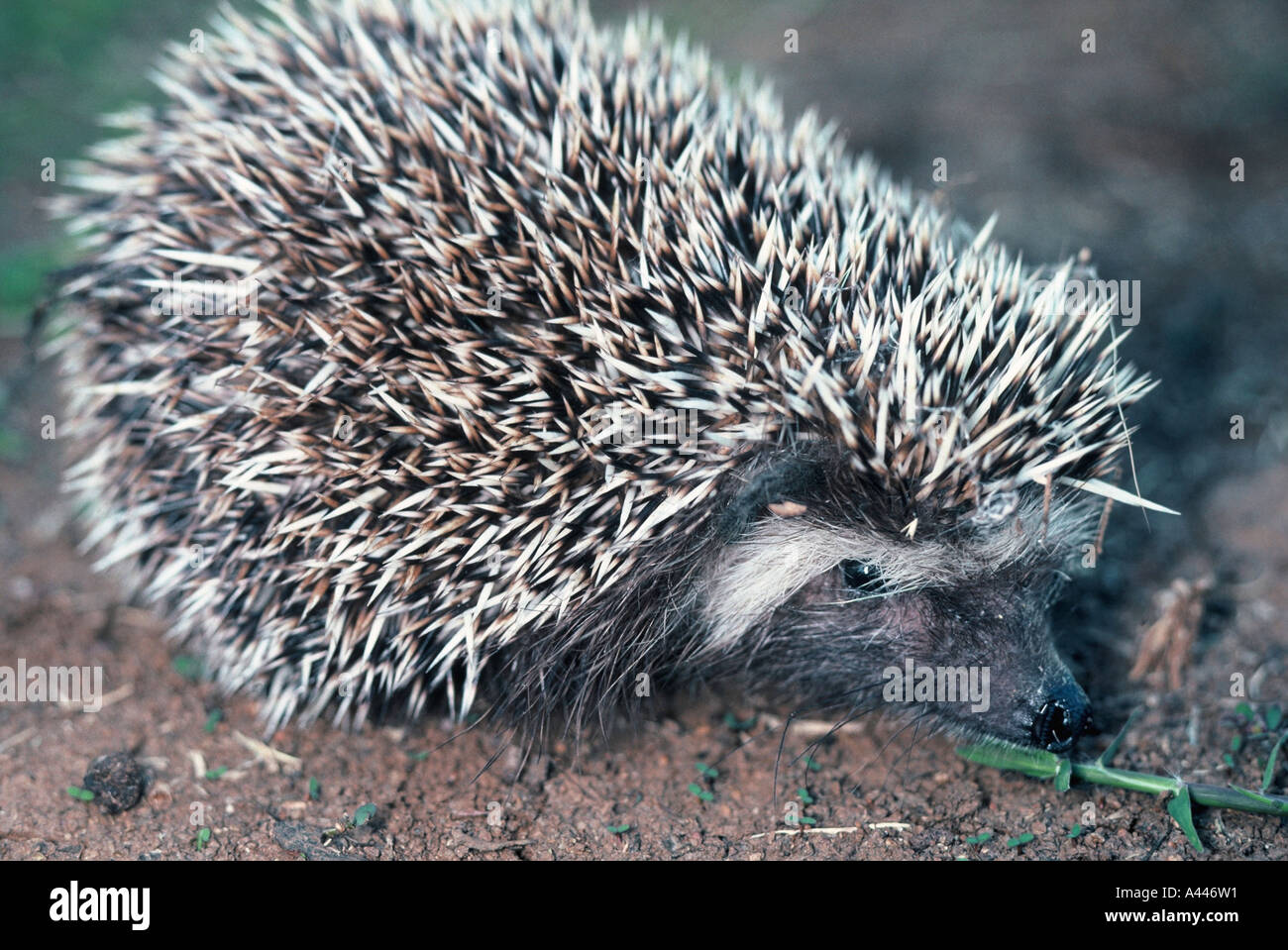 Southern African Igel, Atelerix frontalis Stockfoto