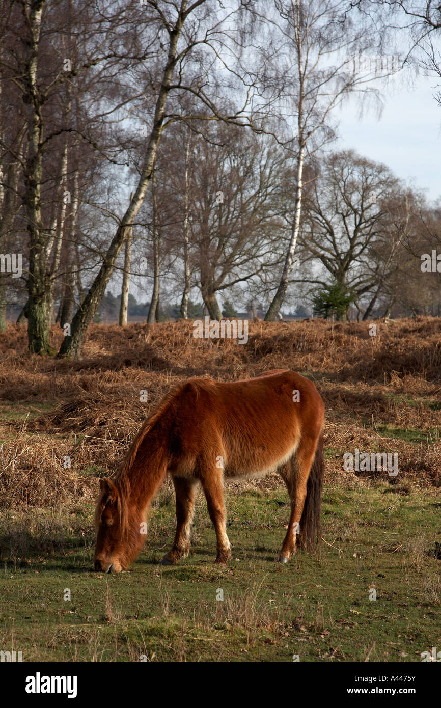 New Forest Pony Bischöfe Deich in der Nähe von Lyndhurst Hampshire England uk Stockfoto