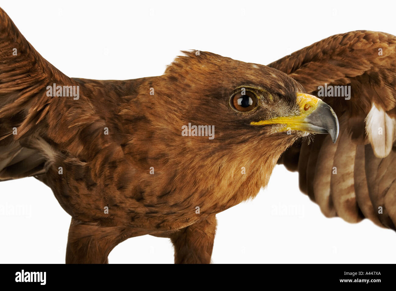 Wahlbergs Adler Aquila Wahlbergi große Raubvogel in Afrika gefunden Stockfoto