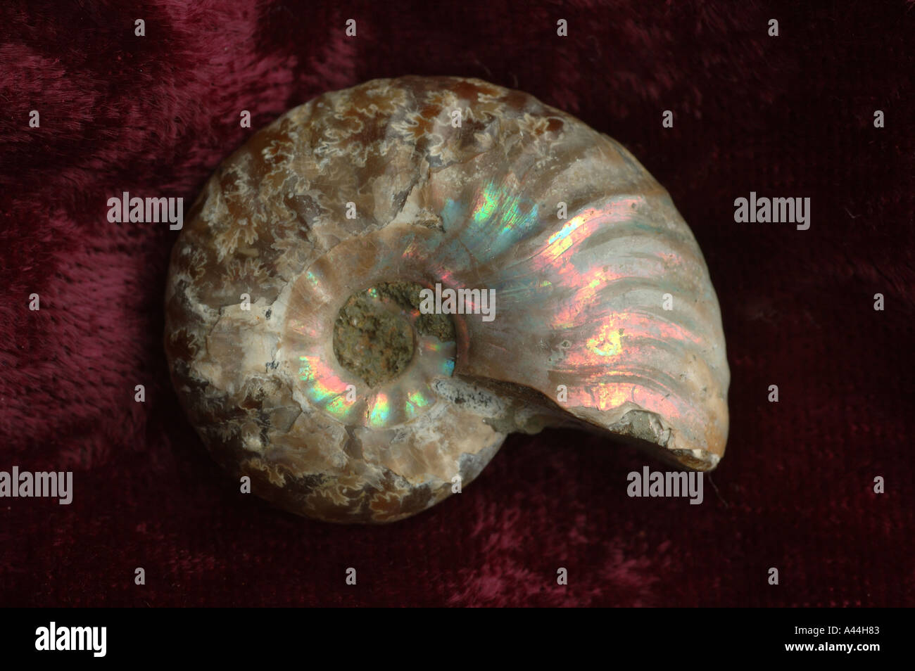 Opalized Ammoniten aus Queensland Australien DCSA 2025 Stockfoto