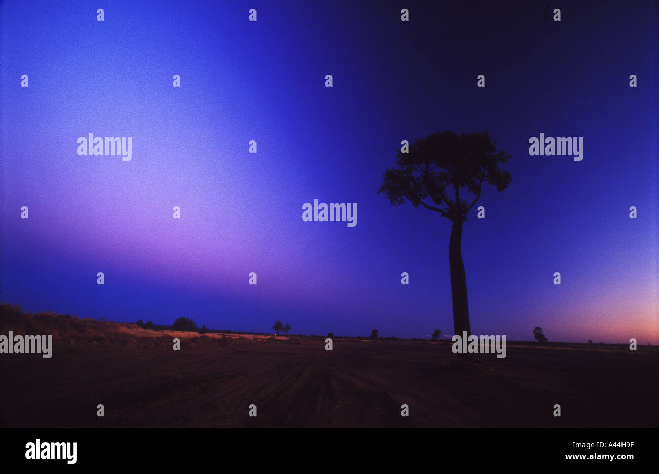 Boab Flaschenbaum Brachychiton Rupestre Sip 3639 Stockfoto