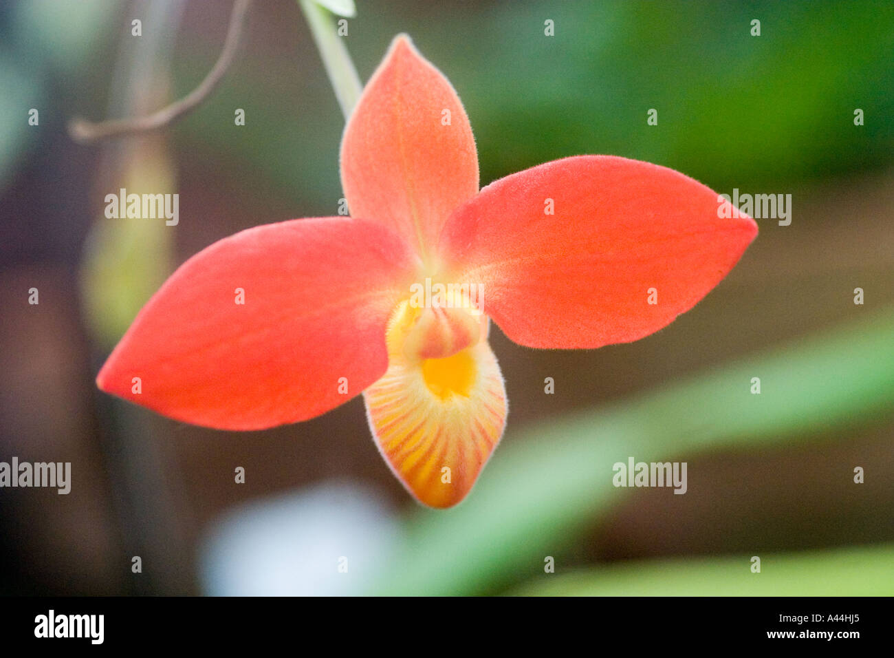 Orchidee "Scarlet Anden Pantoffel" Phragmipedium Besseae aus Ecuador Stockfoto