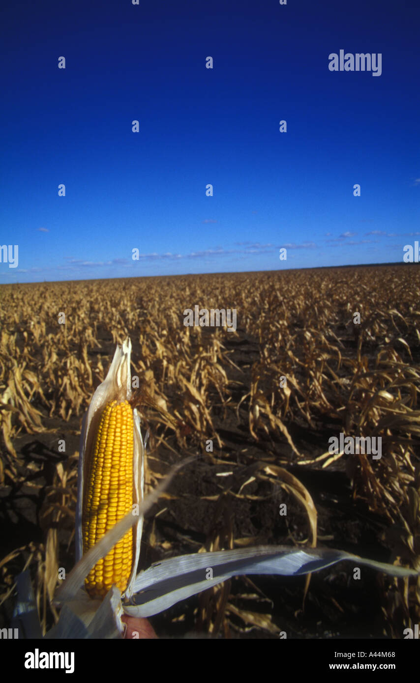 COB von trockenen Mais gegen den tiefblauen Himmel SIP-3573 Stockfoto