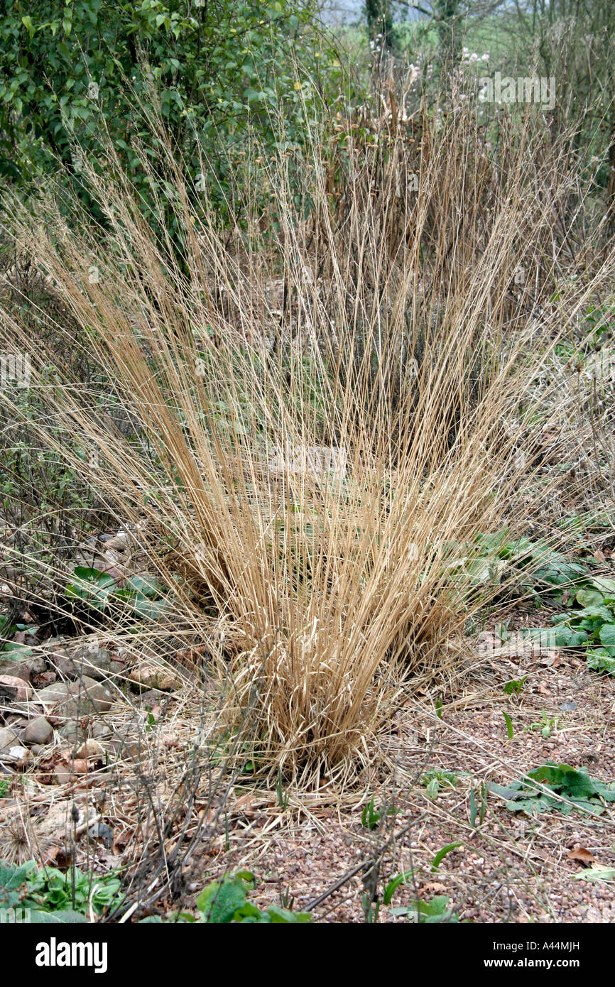 Molinia Caerulea Caerulea Moorhexe behält seine Struktur alle Winter