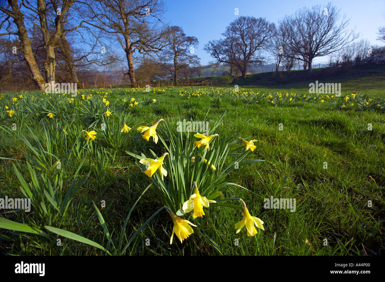 Narzissen im Farndale Nature Reserve North Yorkshire Moors Nationalpark North Yorkshire England Stockfoto