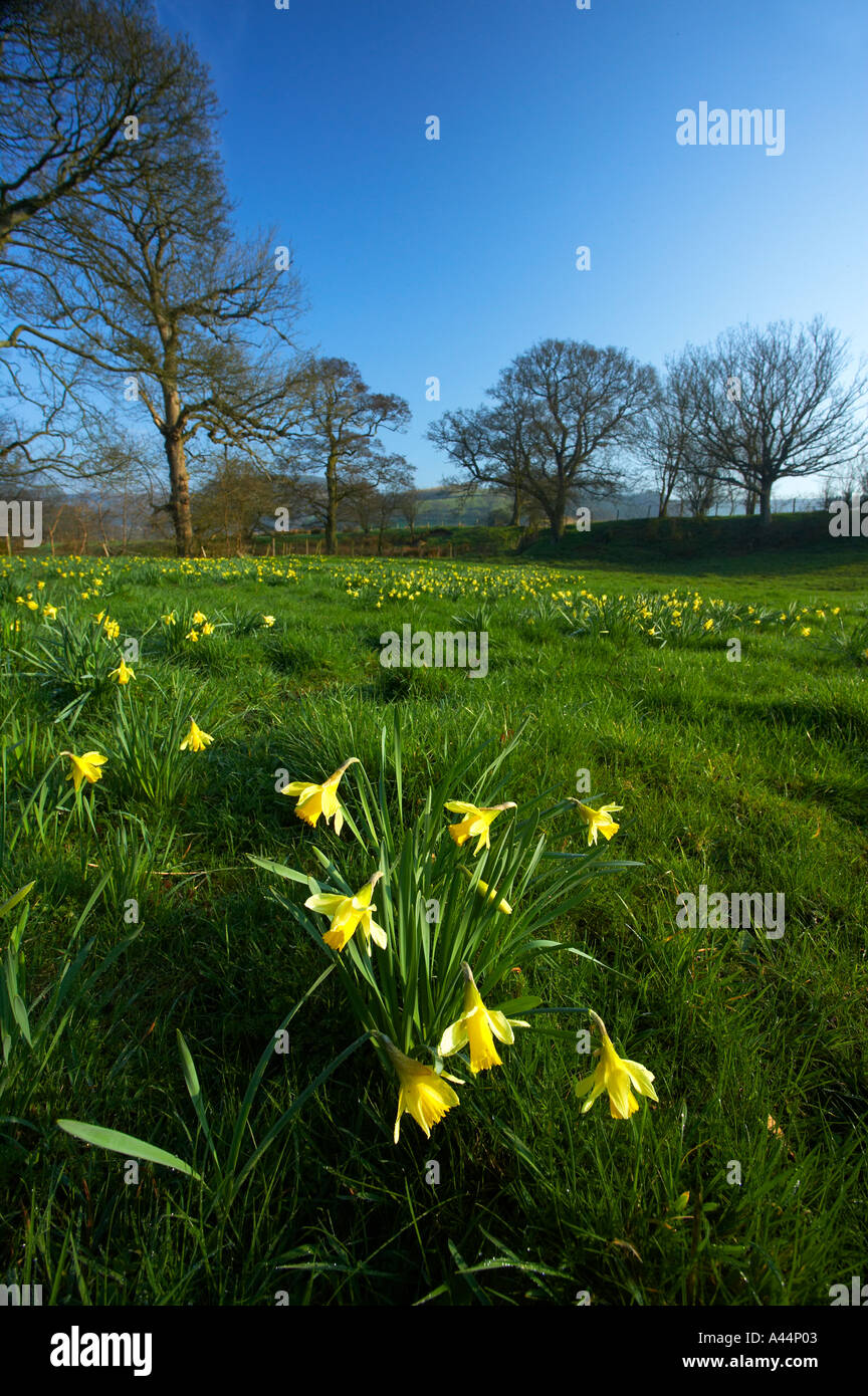 Narzissen im Farndale Nature Reserve North Yorkshire Moors Nationalpark North Yorkshire England Stockfoto