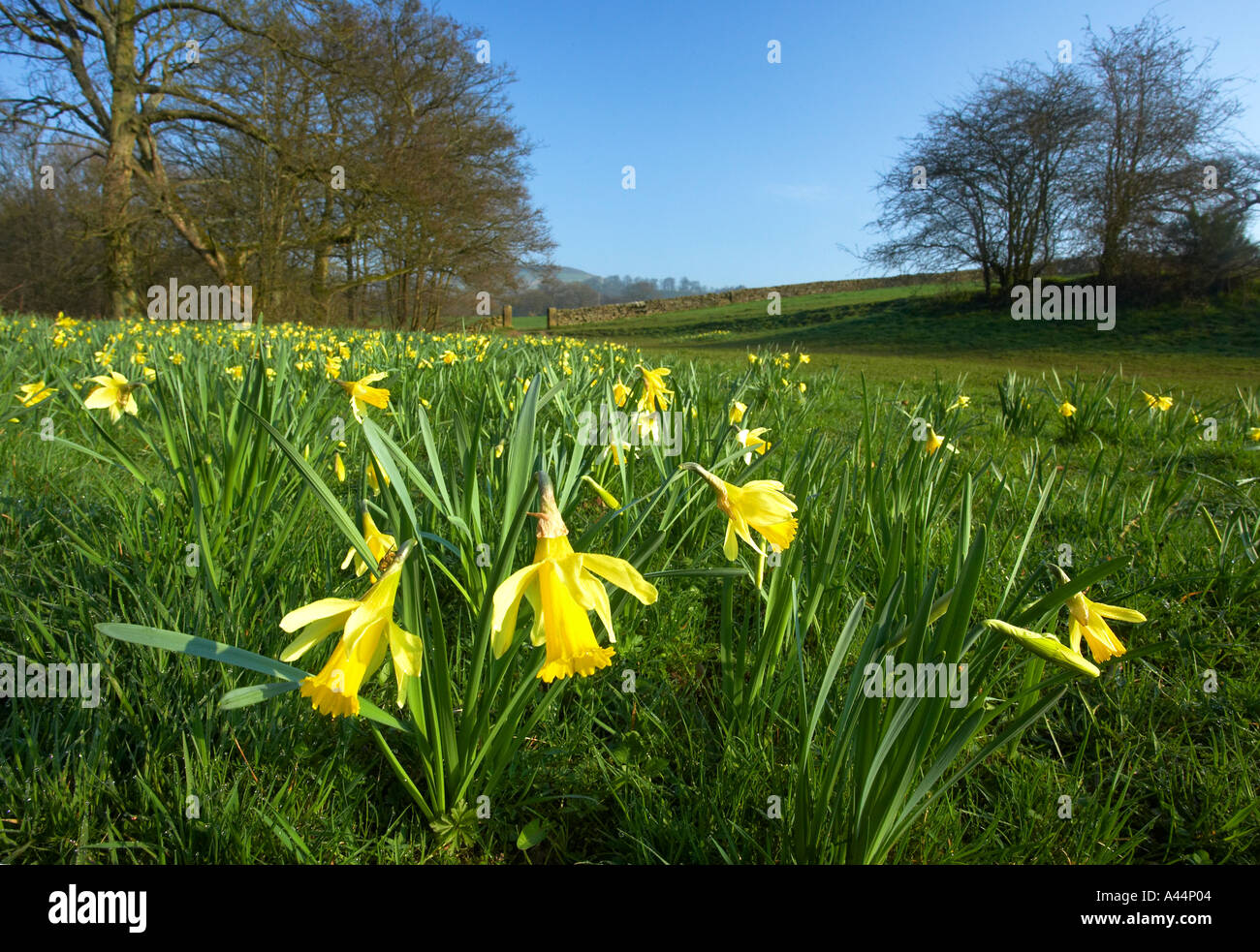 Narzissen im Farndale Nature Reserve North Yorkshire Moors Nationalpark North Yorkshire England Stockfoto