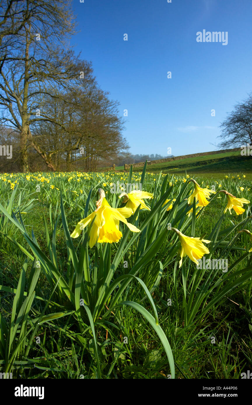 Narzissen im Farndale Nature Reserve North Yorkshire Moors Nationalpark North Yorkshire England Stockfoto