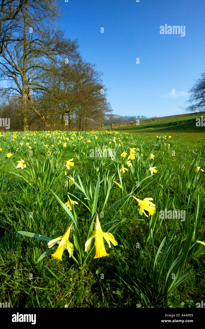 Narzissen im Farndale Nature Reserve North Yorkshire Moors Nationalpark North Yorkshire England Stockfoto