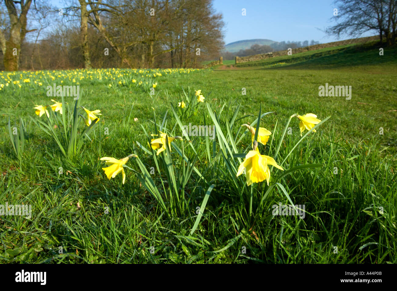 Narzissen im Farndale Nature Reserve North Yorkshire Moors Nationalpark North Yorkshire England Stockfoto