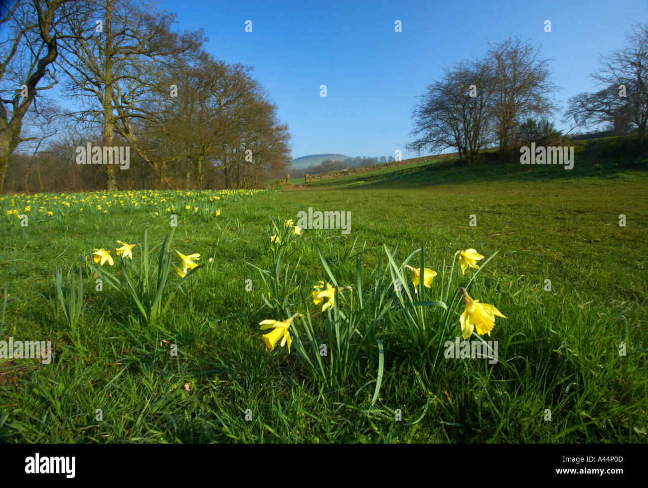 Narzissen im Farndale Nature Reserve North Yorkshire Moors Nationalpark North Yorkshire England Stockfoto