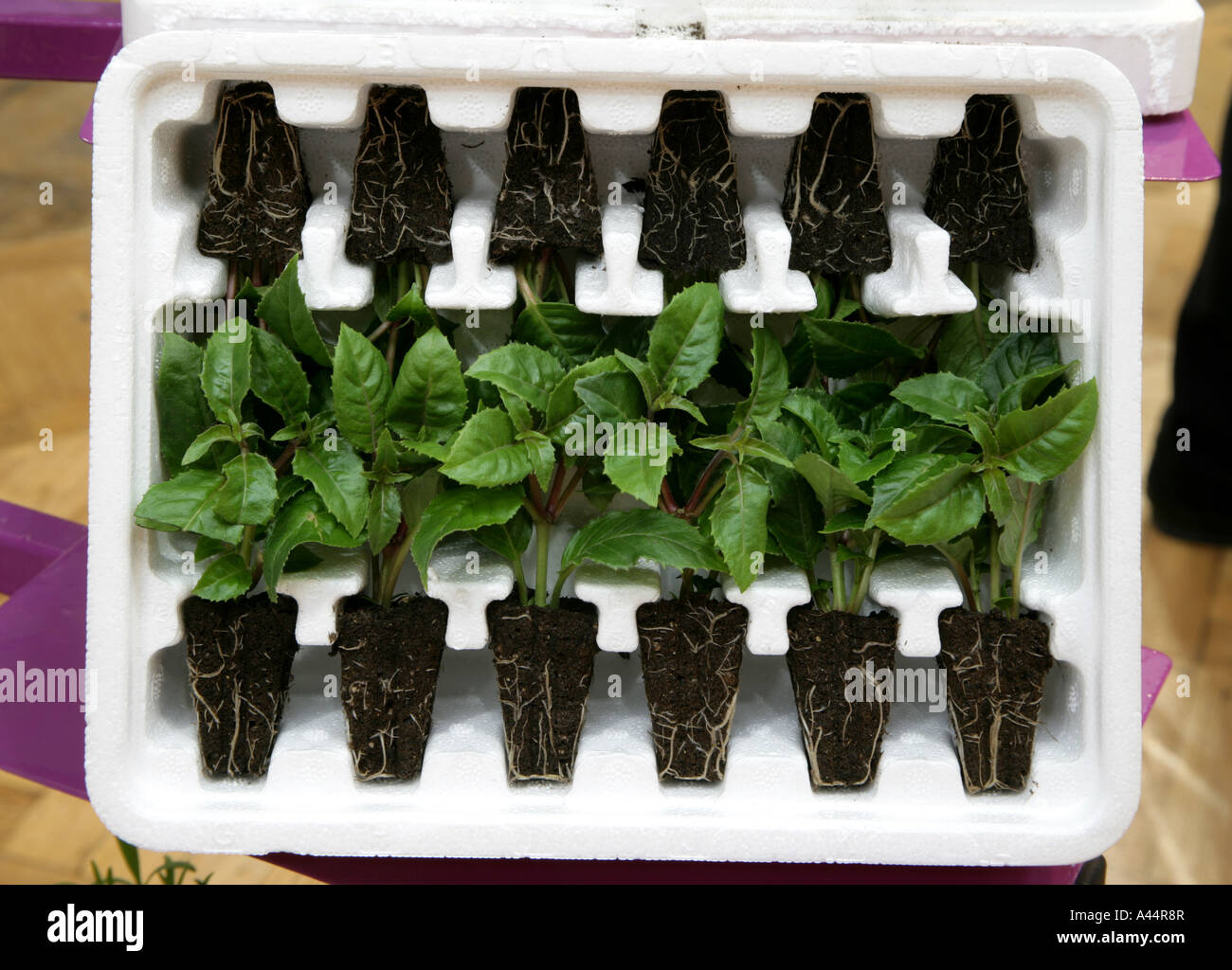 Pflanze-Stecker über den Versandhandel aus pflanzlichen Verbindung Roundstone Baumschulen Stockfoto