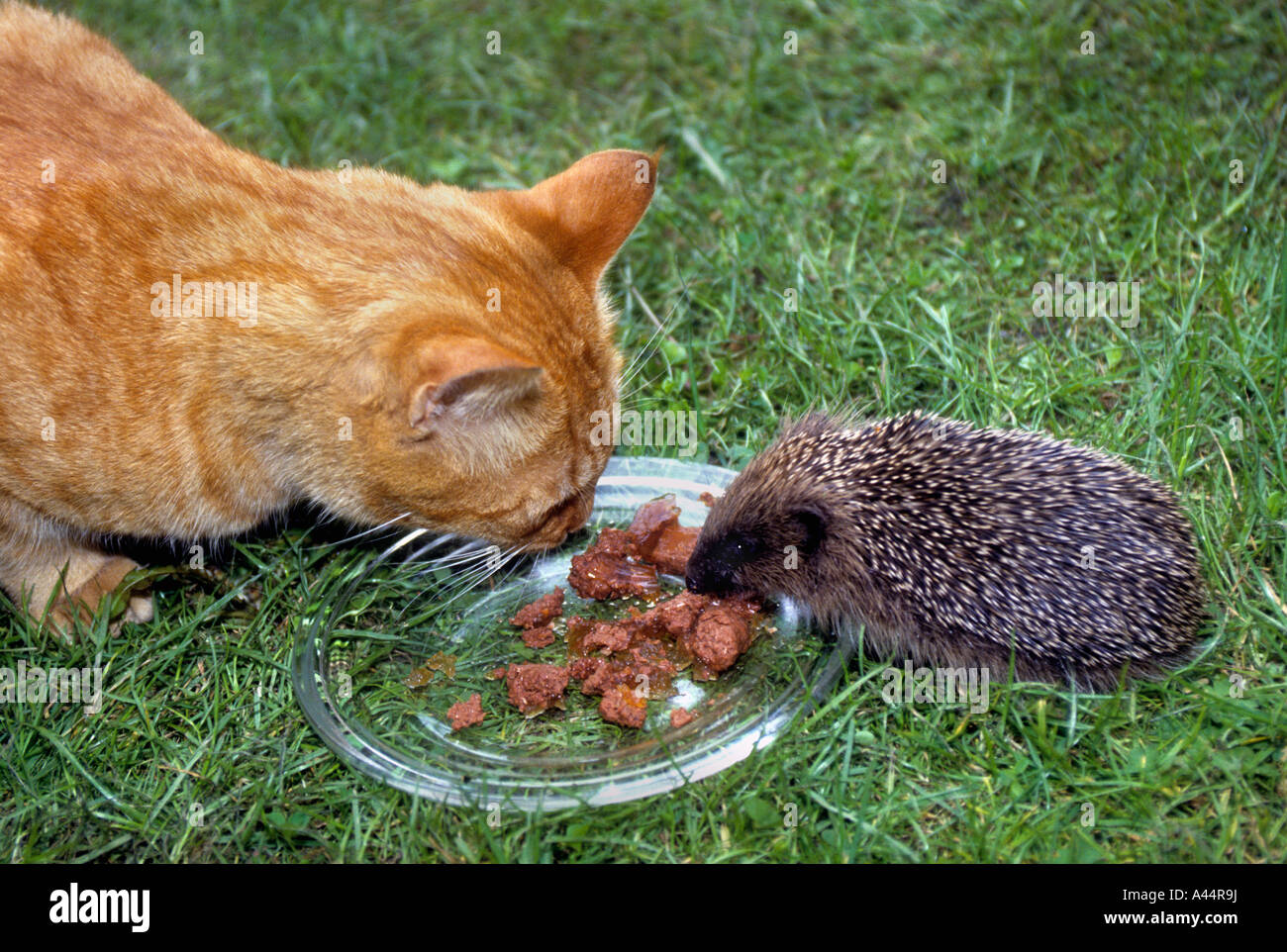 Eine Katze Ginger Tom & ein Erwachsener Igel gemeinsame Mahlzeit Fleisch zusammen, draußen auf dem Rasen Garten. Stockfoto