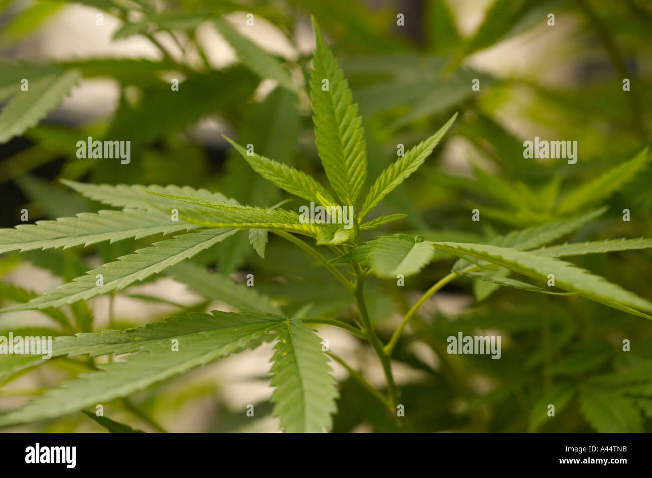Nahaufnahme des grünen Laubs der Cannabis sativa Pflanze Stockfoto