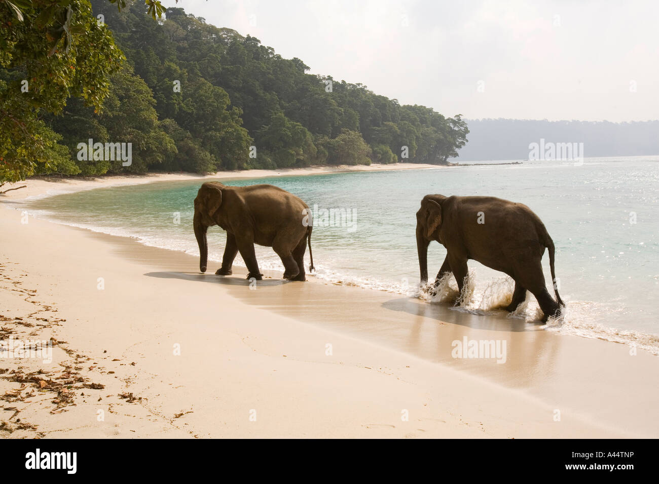 Indien-Andamanen und Nikobaren Havelock Island Radha Nagar Nummer 7 Strand Elefanten zu Fuß Stockfoto