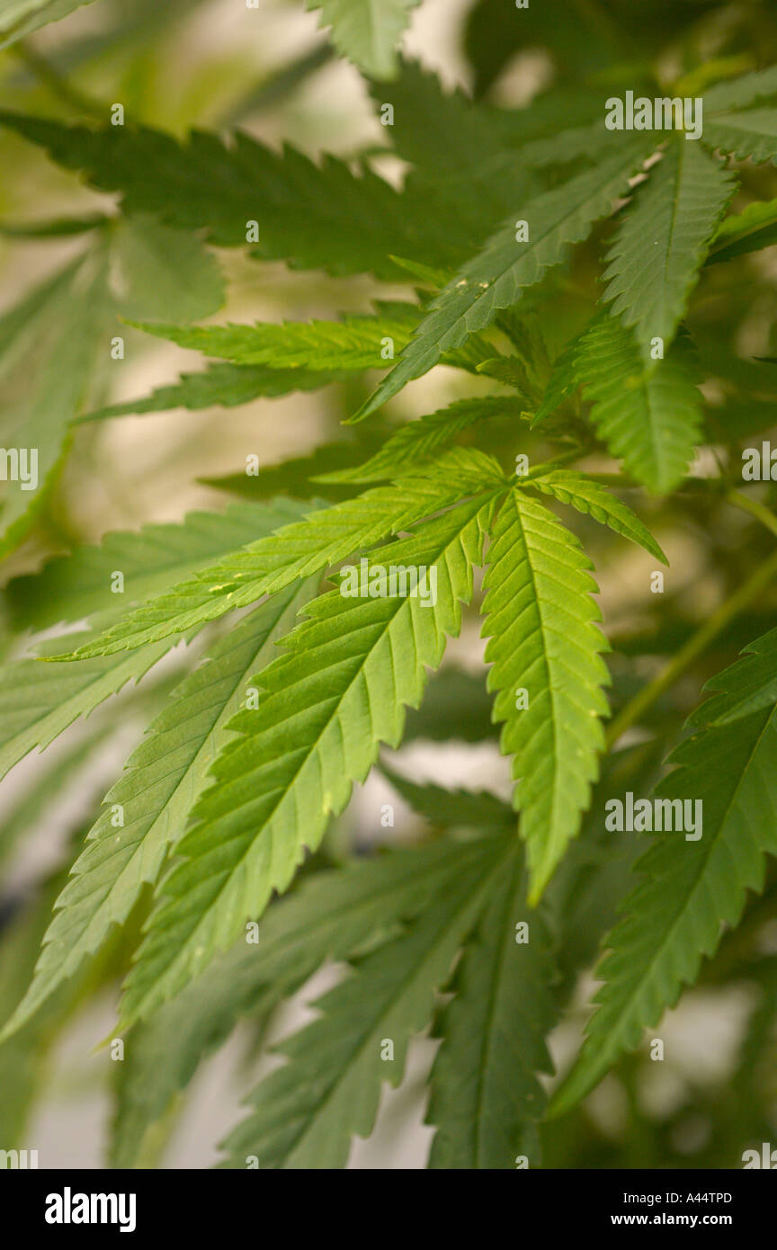 Nahaufnahme des grünen Laubs der Cannabis sativa Pflanze Stockfoto