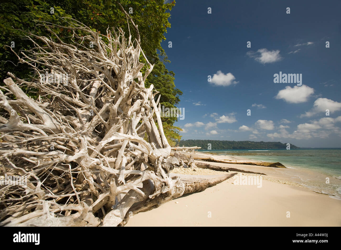 Indien-Andamanen und Nikobaren Havelock Island Radha Nagar Strand verwitterte gefallenen Regenwald Baum Stockfoto
