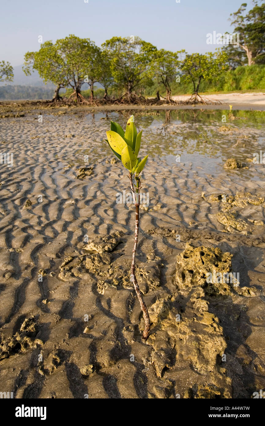 Indien-Andamanen und Nikobaren North Andaman Island Diglipur Küsten Mangrove neues Shooting Schwellen- Stockfoto