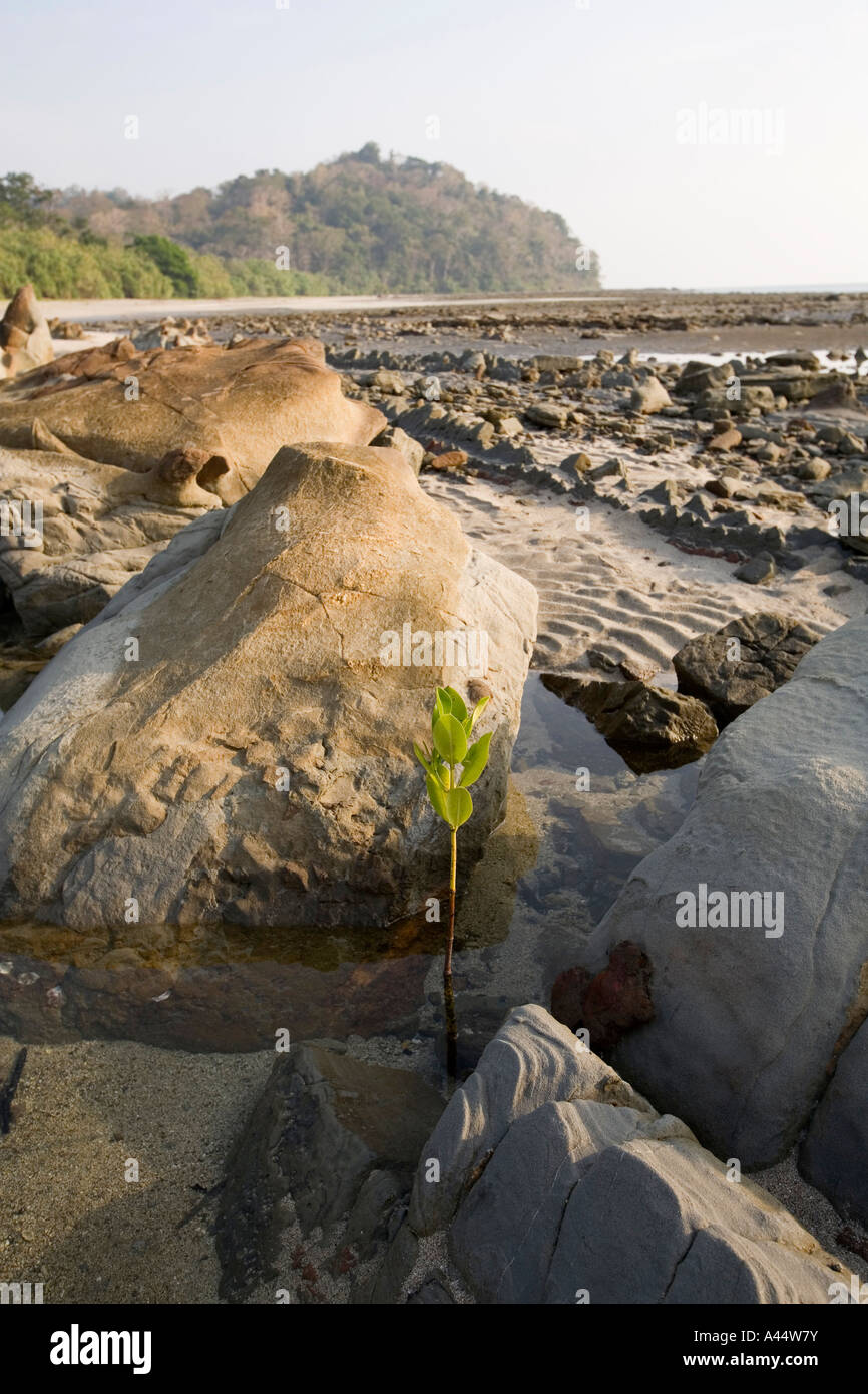 Indien-Andamanen und Nikobaren North Andaman Island Diglipur Rock Pool neue Mangroven schießen Schwellen- Stockfoto