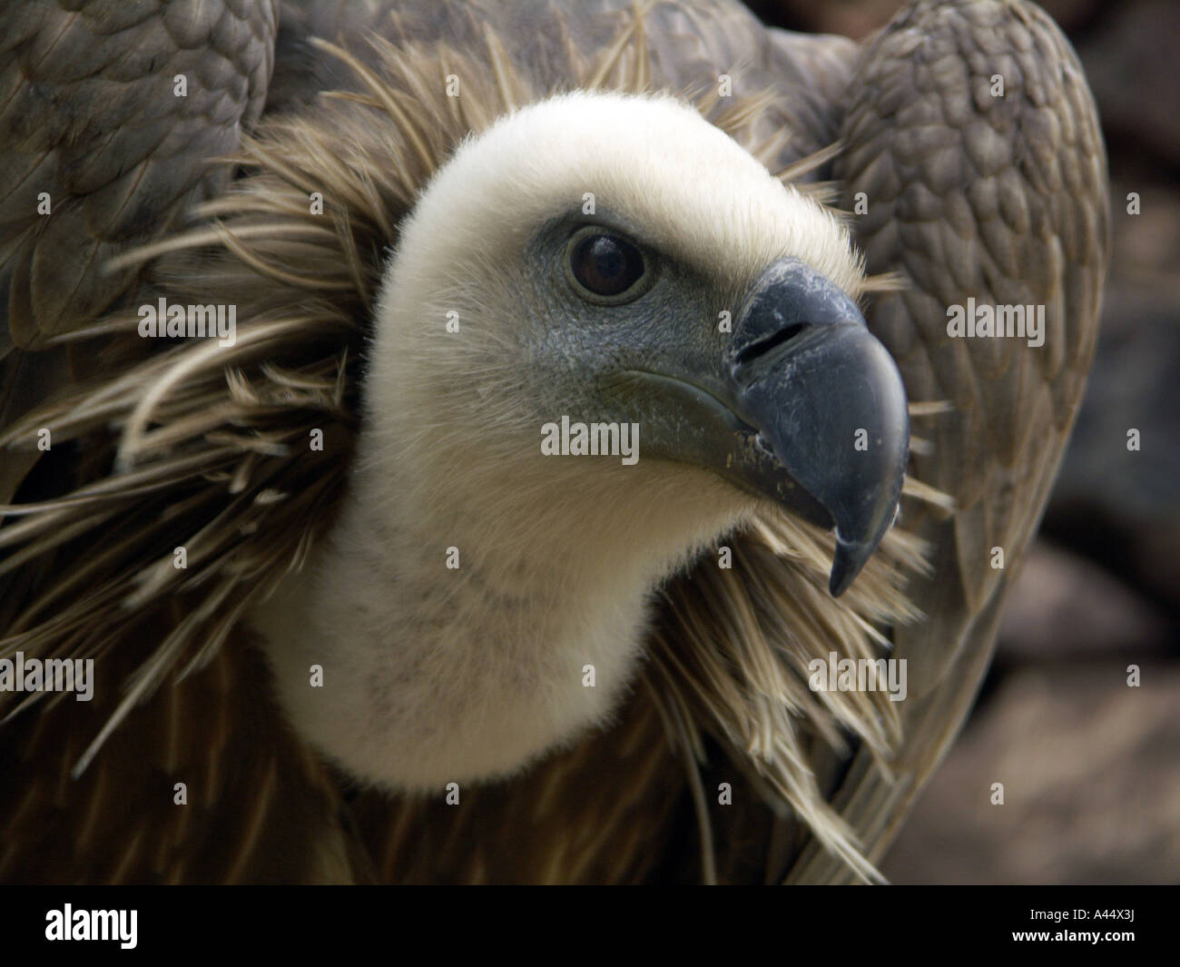 Gänsegeier. Buitre Leonardo. Abgeschottet Fulvus Stockfoto