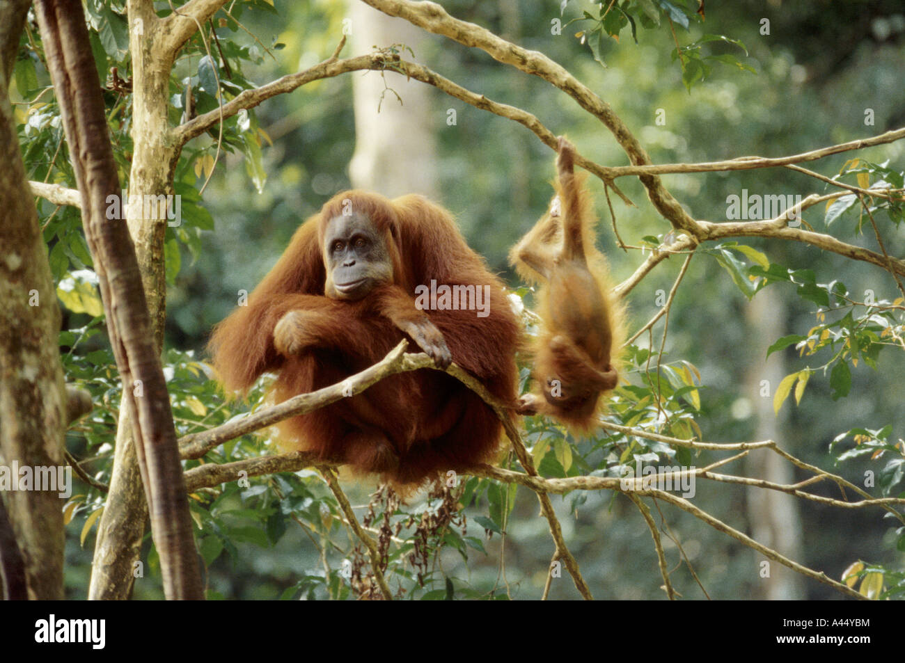Orang-Utan-Mama und ihr Baby in den Wäldern von Sumatra, Indonesien Stockfoto
